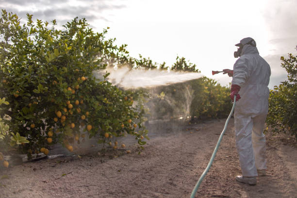 Best Pest Control Near Me  in Tomball, TX