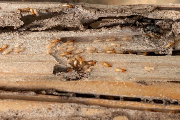 Pest Prevention Services in Tomball, TX
