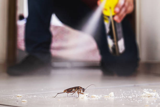 Best Local Pest Control Services  in Tomball, TX